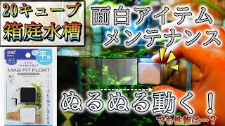 【ヒーター&CO2レス】20cmキューブ立上げ1か月の状態とGEXマグフィットフロートのレビューをしながらメンテナンス