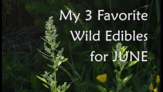 My 3 Favorite Wild Edibles for The Month of June. by The Northwest Forager 1,492 views 7 years ago 1 minute, 44 seconds