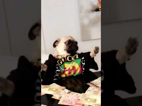 pug gucci