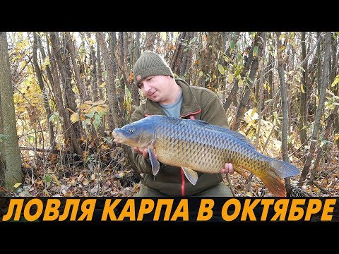 ЛОВЛЯ КАРПА ПОЗДНЕЙ ОСЕНЬЮ. ПРИКОРМКА  и НАСАДКИ по холодной воде?! Высокополье