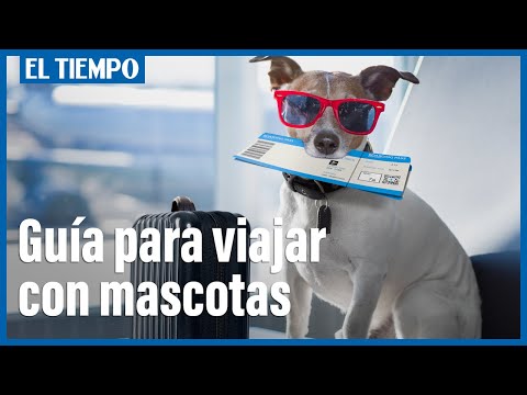 Video: Los 10 Mejores Consejos Para Viajar Con Mascotas