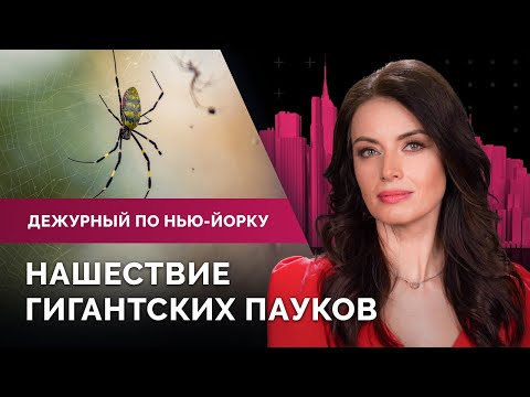Преступность среди мигрантов в Нью-Йорке. Город перед выборами. Нашествие пауков и «Неделя пива»