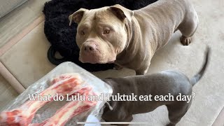 What does my American Bully eat each day?