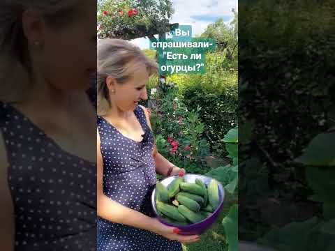 А есть ли у меня огурцы?#shorts @GALABUM