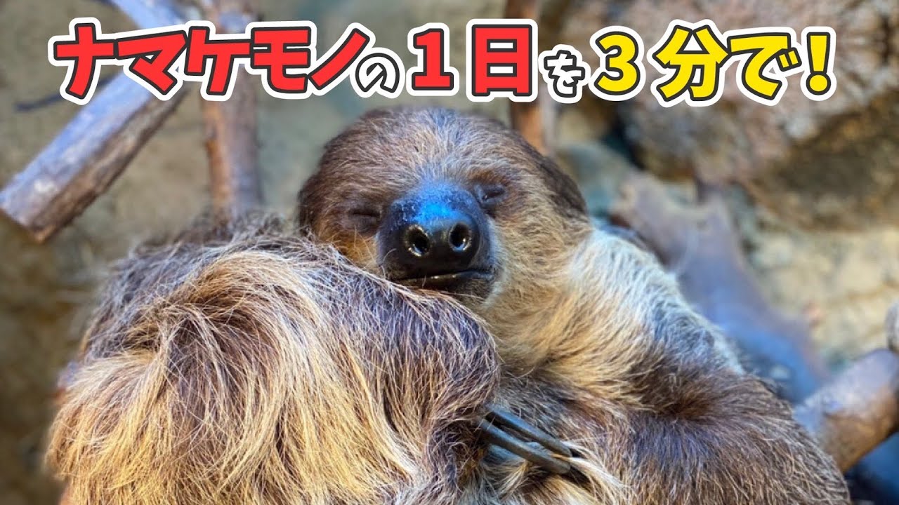 想像超え】世界一スピーディーなナマケモノの1日 - YouTube