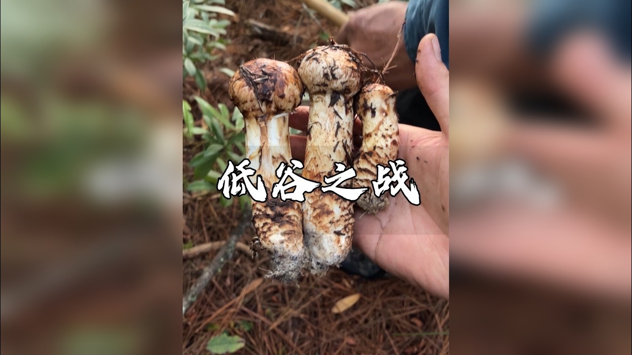 看看父子联手采松茸多么有意思