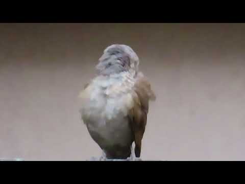 Feliz Ano Novo! Do Jardim para cada um de vocês! MVI 8096