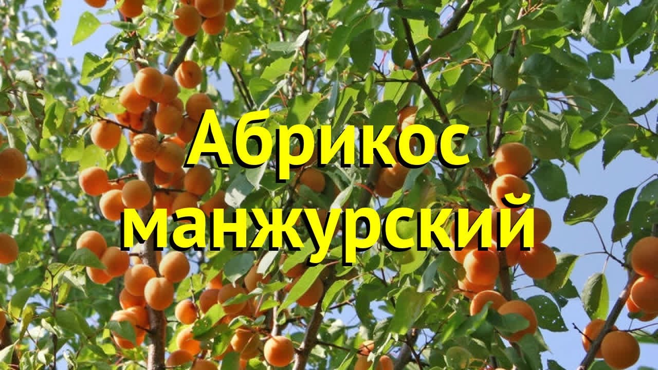 Абрикос Маньчжурский