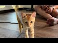 Cat Sleep Music: Soothing Sounds to Help Your Cat Relax
