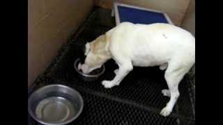 0312 dog at Floyd County Animal Control