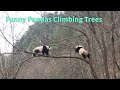 Pandas climbing trees  funny panda clips