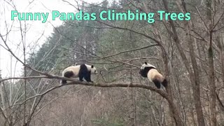 Pandas Climbing Trees Funny Panda Clips