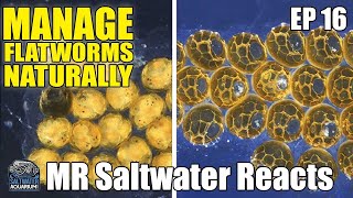 HOW TO Naturally Manage ACROPORA Eating FLATWORMS in Your Saltwater Aquarium - Mr Saltwater Reacts