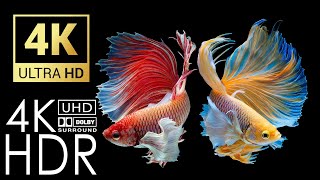 4K UHD Abstract Liquid Screensaver | Relaxing Music -Stunning Betta Fish 4K HDR 60fps Dolby Vision