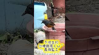 十多年培育大小盆栽，開始淘汰跟換盆；飛來最萌監工觀看 #萌