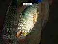 TEKNIK MANCING LUAR BIASA‼️shorts STRIKE NILA MONSTER||mancing ikan nila