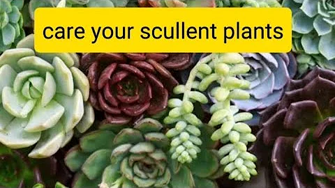 Save Your Succulents: 10 Ways You’re Killing Succulents - Houseplant Care 2 - Succulent Care Guide