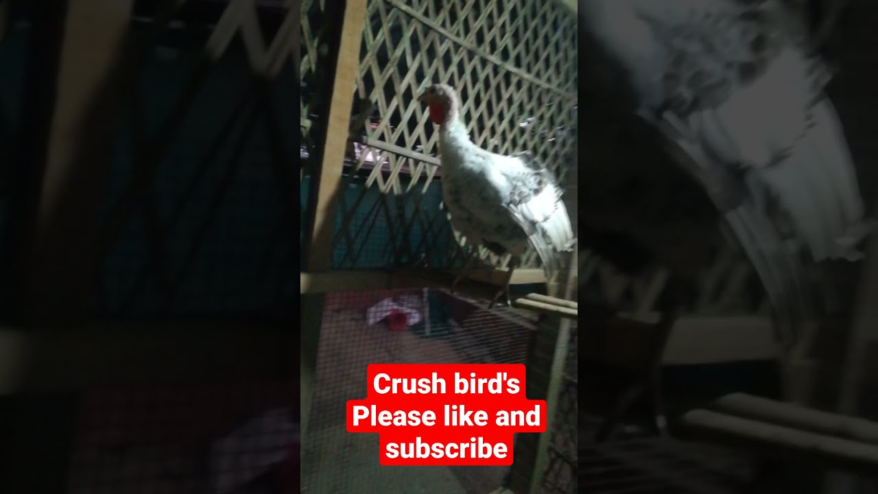 Crush Bird S Shorts Viral Motivation Youtube Vlog