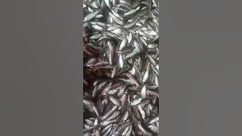 Cá Linh mùa nước nổi.