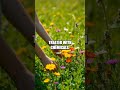 The Art of Foraging Edible Flowers