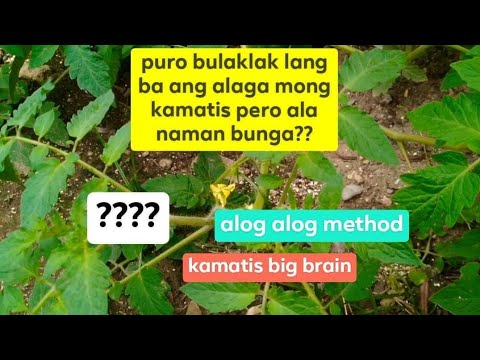 Video: Bakit Hindi Namumunga Ang Cherry Pamumulaklak Sa Kasaganaan?