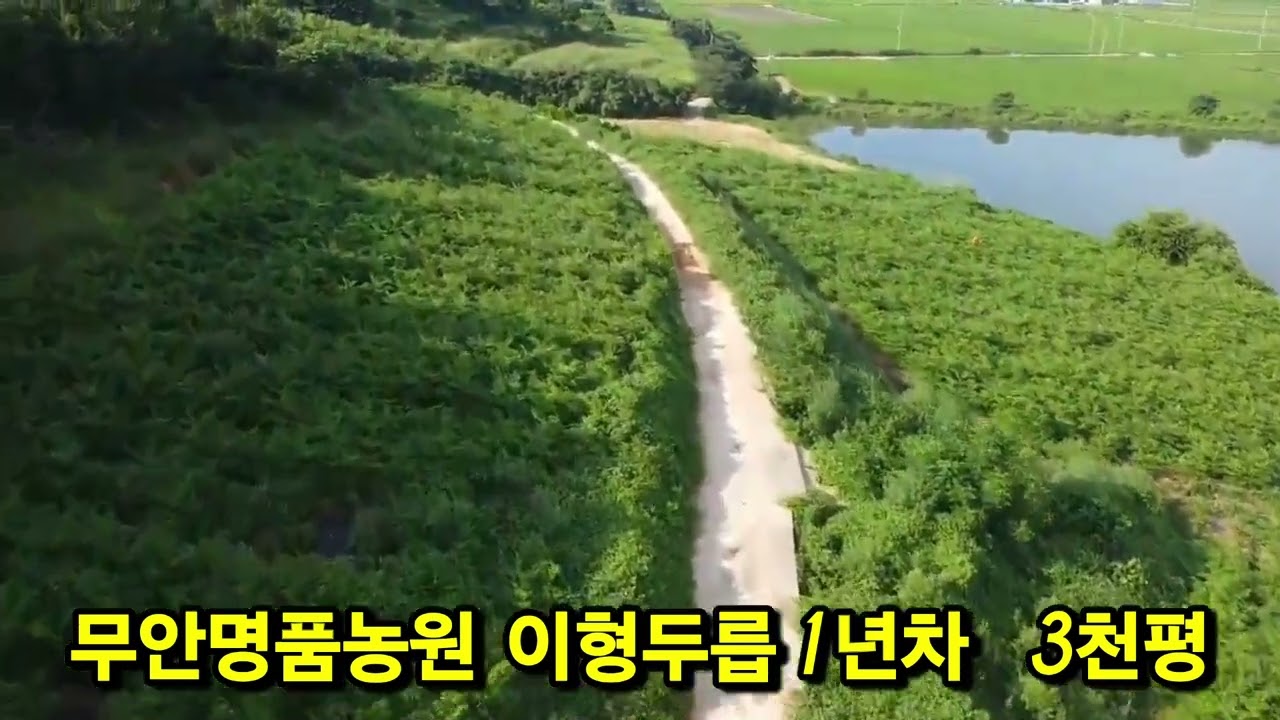 이형두릅 3천평 카멜레온두릅 수확  무안명품농원