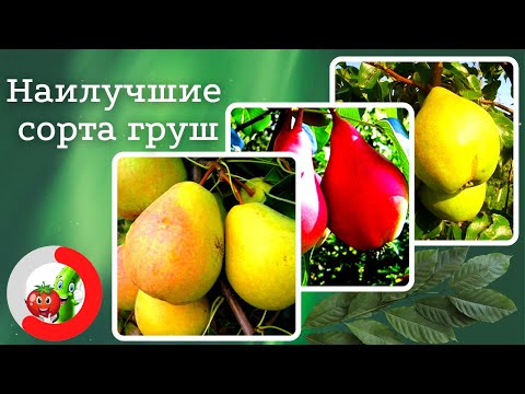 Самые лучшие сорта груш с изысканным вкусом