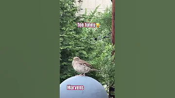 Cute Funnyshorts Entertainment Funny Funnyvideos Subscribe Subscribemychannel 