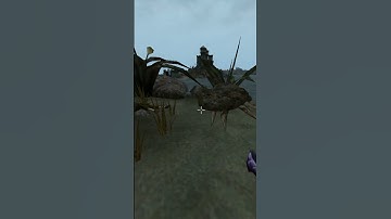 Killing the adoring fan in Morrowind every day until Skywind and Skyblivion are released Day - 981
