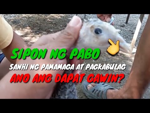 Video: Nagbabala Ang FDA Sa Mga May-ari Ng Alaga Na Huwag Pakain Ang Texas Tripe Inc. Hilaw Na Alagang Hayop Dahil Sa Salmonella, Listeria Monocytogenes