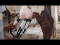 Milker milking the cow