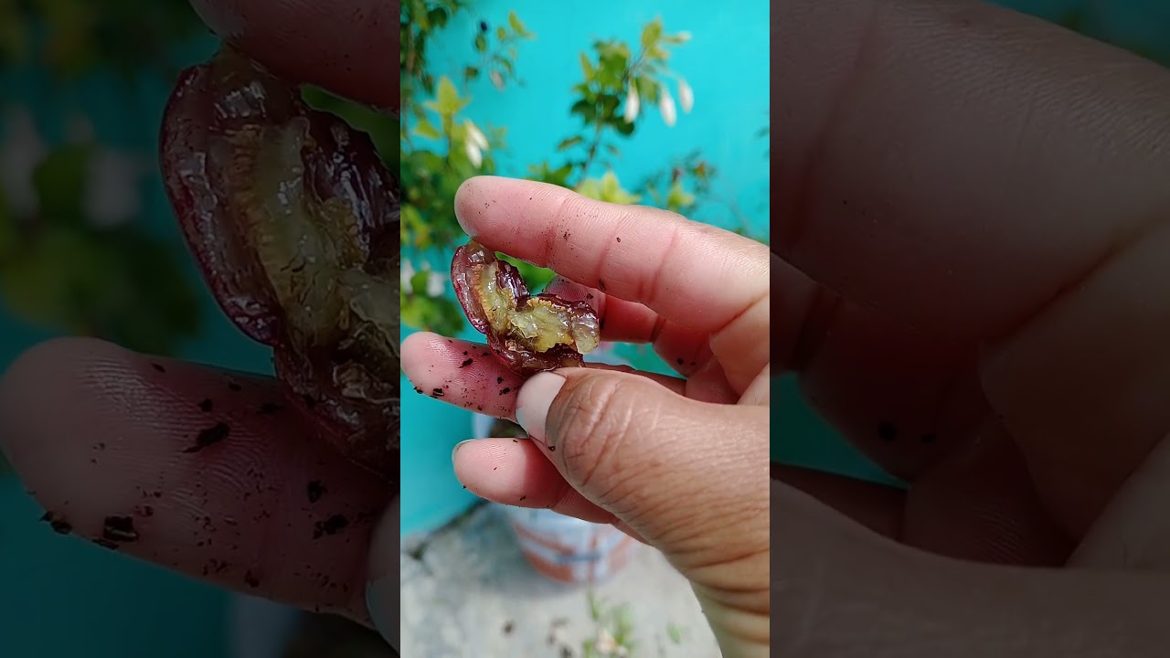 2 maneras de reproducir aretillo