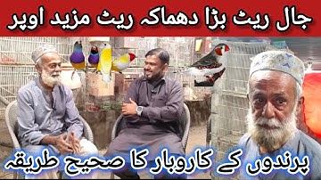 Parindon K Business Ka Sahi Tareeqa | Lalukhet Birds Market | Birds Business Tricks | Jaal Rate