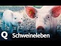 Das Leben als Schwein. Ganze Folge | Quarks