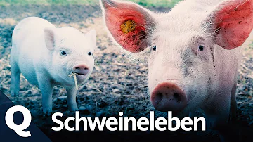 Wo leben die Schweine?