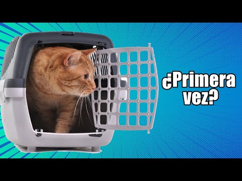 Video: Cómo entender el lenguaje corporal del gato