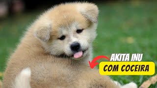 Akita Inu se coçando | Coceira em cães | Porque os cães se coçam?