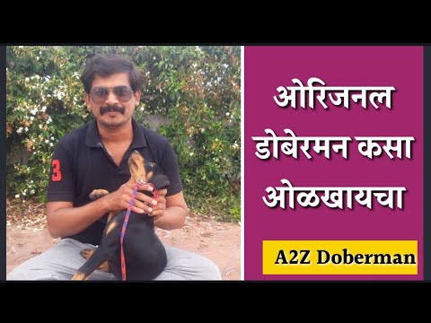 Doberman | ओरिजनल  डॉबरमन कसे ओळखायचे | ब्रीड ची निवड