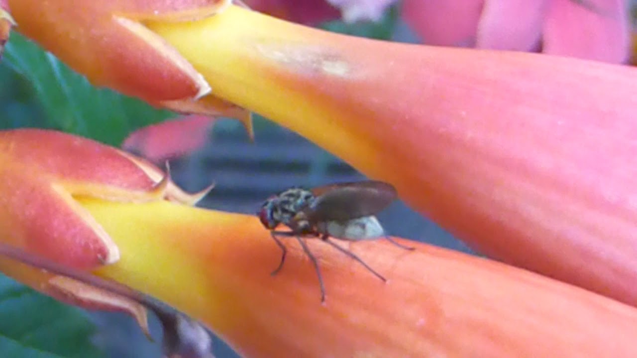 Trumpet vine - Campsis radicans - Kampsis - Klifurrót  - Lúðurblóm  - Skrautrunnar