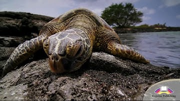 EXCEL 8 Module 7 Illegal souvenirs