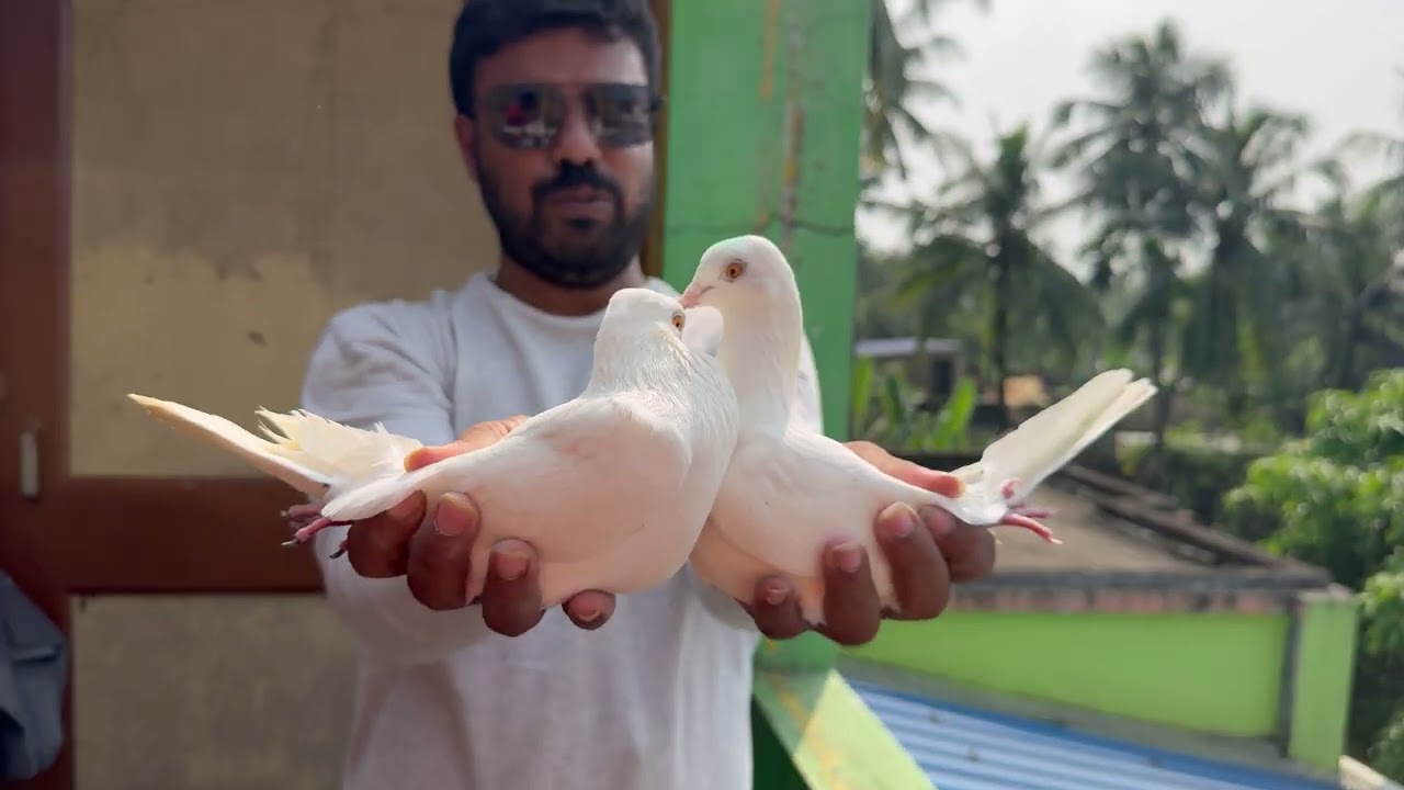 Top quality ka malwai jora sell full guarantee wala @ 9477367778 ❤️ মালবাই কবুতর সেল 🕊️