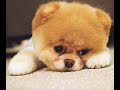 TOP 5 best video cute pomeranian spitz. ТОП 5 Лучшие видео веселый померанский шпиц. TOP 5 best video cute pomeranian spitz. ТОП 5 Лучшие видео веселый померанский шпиц.