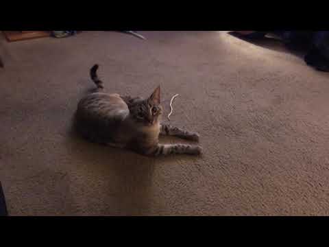 Vegas Vic - Ruby and the String - Life With Ruby - Part 9