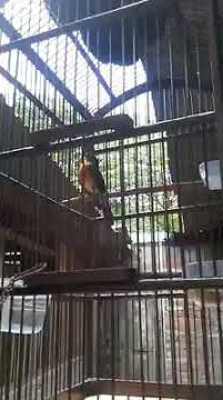 tledekan lokal menoreh