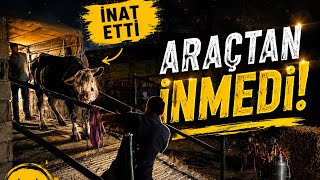 Yeni Aldığımız İnek İşletmediki Hayvancılığa Ait Bütün Malzemeleri Satın Aldık