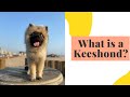 We Got a Rare Dog Breed: What is a Keeshond? の動画、YouTube動画。