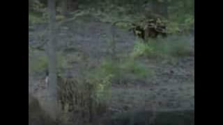 Tigers kill gaur largest of Bovines. Weight 1. Gaur 2 Water buffalo 3 Bison 4 Cape Buffalo