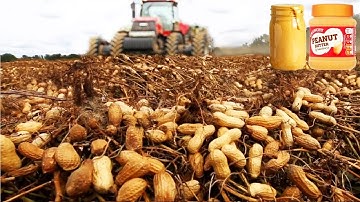 How Peanut Butter Is Made, Peanut Harvesting And Processing With Modern Technology
