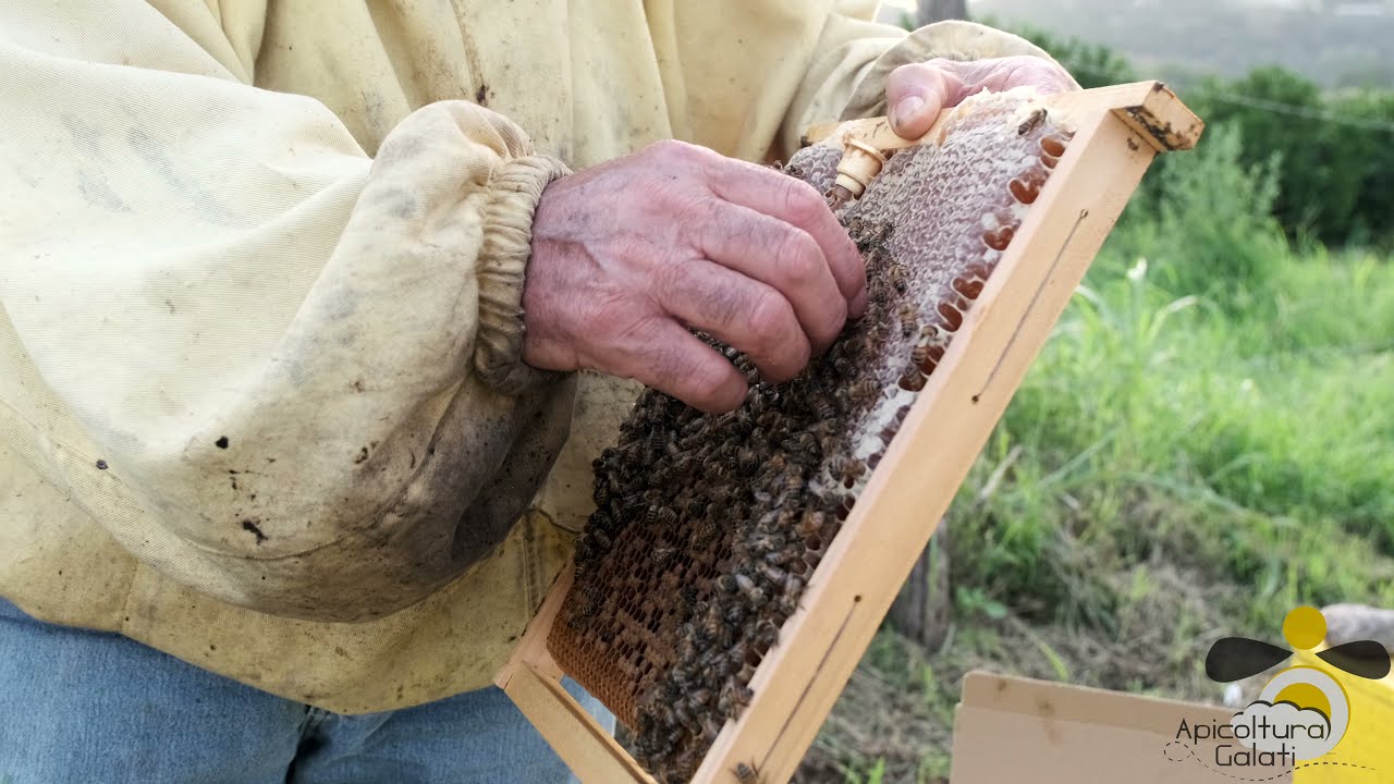 APICOLTURA GALATI - Il mio Miele. Le mie Api. La mia Terra.