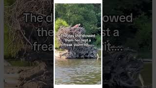 Download Lagu Their life changed forever after helping this bird 😱h MP3 Download Lagu Their life changed forever after helping this bird 😱h MP3
